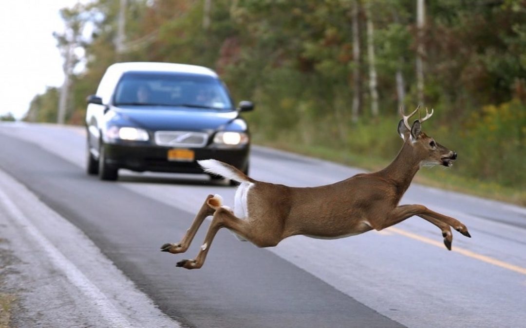 Deer Crash Warning