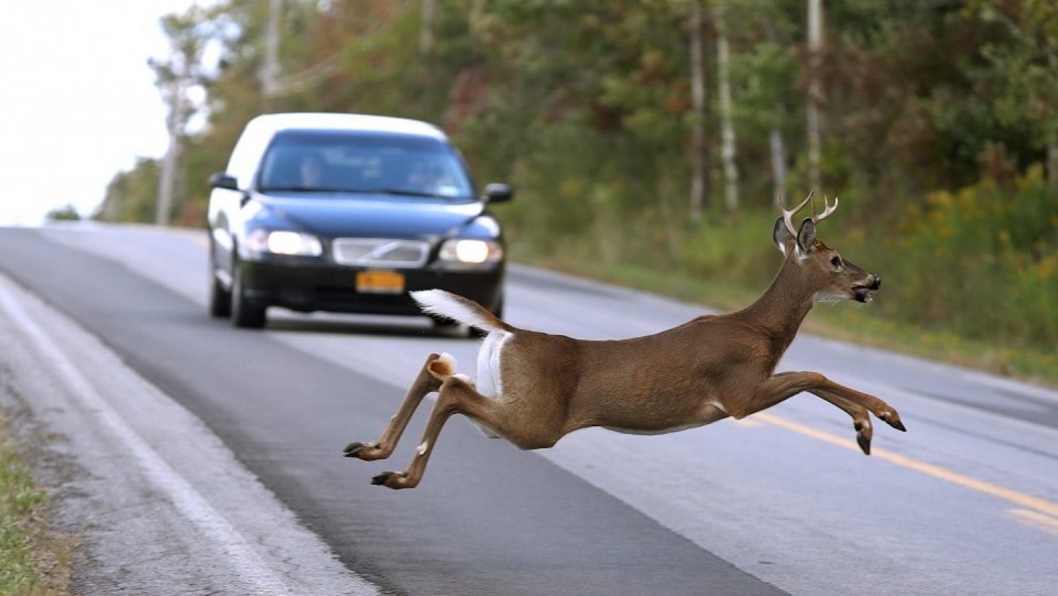 How Effective Are Deer Whistles to Avoid Vehicle Collisions?